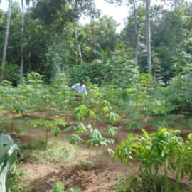 Organic Farming, Kerala Ayurveda Herabal Bath, Ayurveda Treatment in Kayamkulam, Kerala