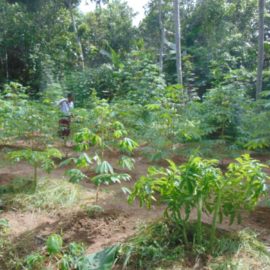 Organic Farming, Kerala Ayurveda Herabal Bath, Ayurveda Treatment in Kayamkulam, Kerala