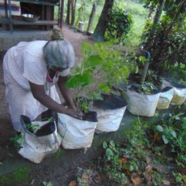 Organic Farming, Kerala Ayurveda Herabal Bath, Ayurveda Treatment in Kayamkulam, Kerala